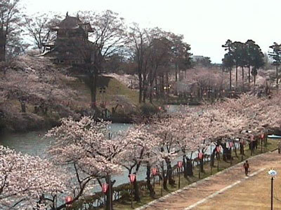 桜