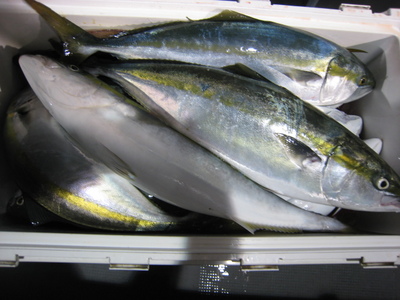 buri3.jpg