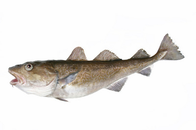 taragyotaku.jpg